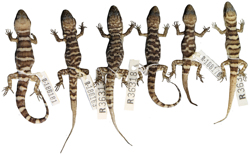 File:Variation of dorsal pattern within sympatric Heteronotia binoei in central Australia - journal.pone.0078110.g007.png