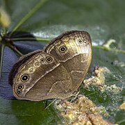 Bicyclus istaris (Velvet bush brown) underside