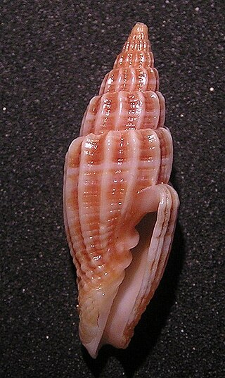 <i>Vexillum suluense</i> Species of gastropod