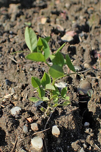 File:Vicia dumetorum kz01.jpg