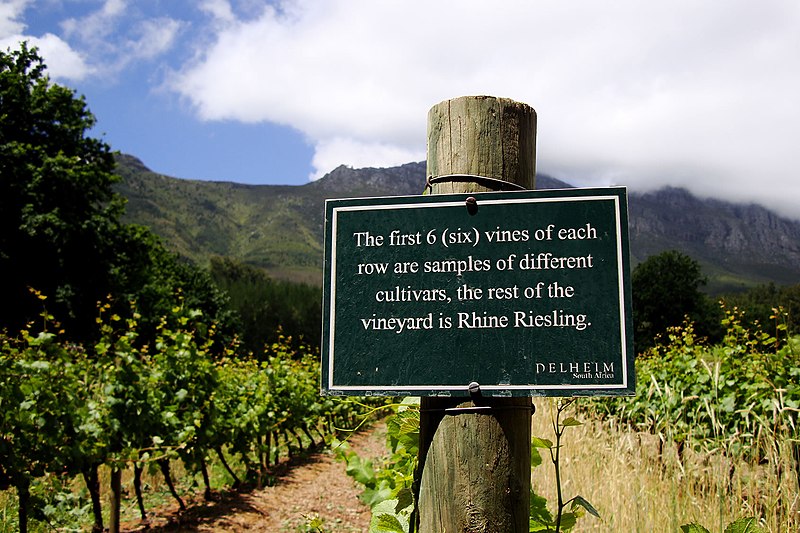 Fichier:Vignes de riesling à Stellenbosch.jpg