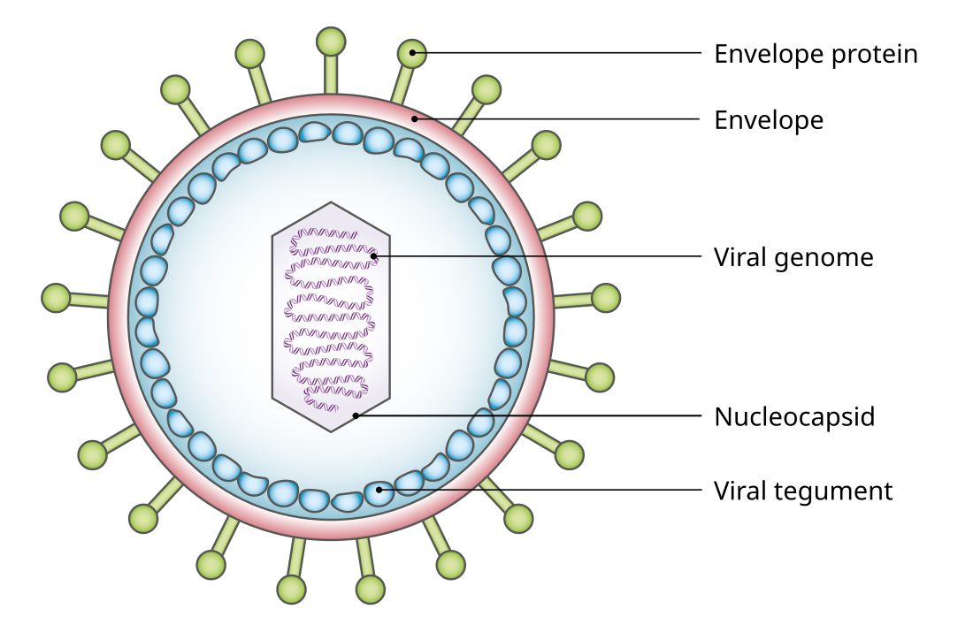 Viral tegument