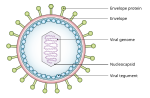 Vignette pour Tégument (virologie)