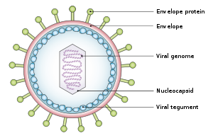 Epstein-Barr vírus (EBV) antitestek (IgM, VCA IgG, EBNA IgG) - SYNLAB