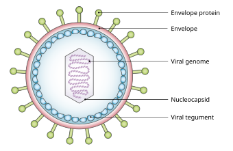 File:Viral Tegument.svg