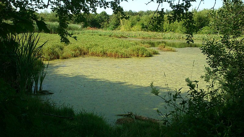 File:Vista of a lake.jpg