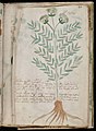 Voynich Manuscript (165).jpg