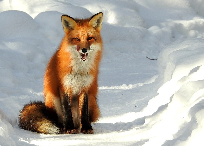 American red fox - Wikipedia