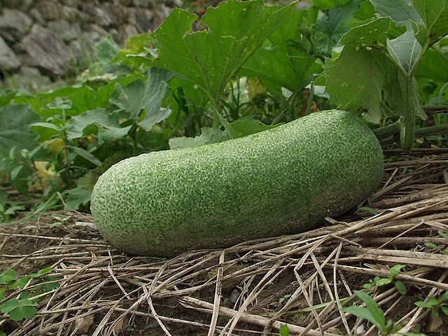 Nearly mature wax gourd