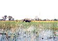 Wading elephant, Okavango Delta. Needs cropping