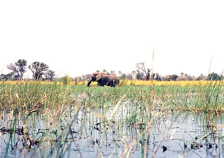 Wading elephant spotted in the Okavango Delta