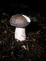 Russula cyanoxantha