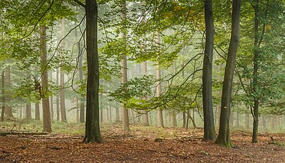 Kabut pagi di atas lanskap alam Planken Wambuis di Veluwe, Belanda.