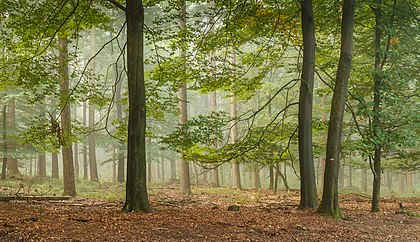 Névoa da manhã sobre a floresta Planken Wambuis na região de Veluwe, província de Guéldria, Países Baixos. (definição 5 183 × 2 983)