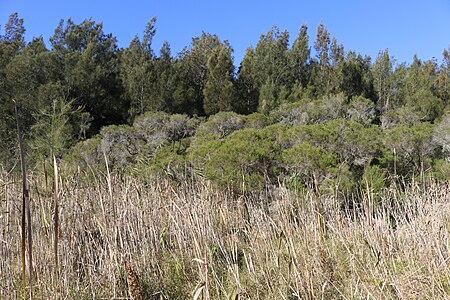 Warriewood Wetlands horizon