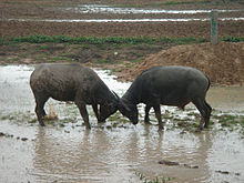 Water buffalo ramming against each other using the weight of their heads and their horns. Water Buffalo fight.jpg