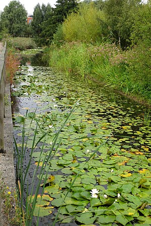 Water lilies in a stream at the Greenwich Peninsula Ecology Park - geograph.org.uk - 3777648.jpg