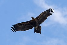 In flight, the wedged tail is clearly visible. Wedge tailed eagle in flight04.jpg