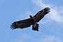 Vulturul cu coadă în pană în zbor04.jpg