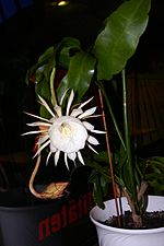 Miniatura para Epiphyllum