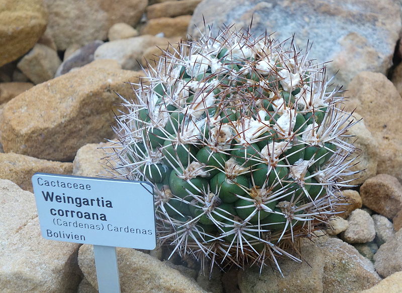 File:Weingartia neocumingii (Weingartia corroana) - Botanischer Garten, Dresden, Germany - DSC08851.JPG