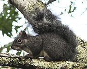 Western gray squirrel WesternGraySquirrel1.jpg