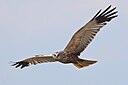 Western Marsh Harrier