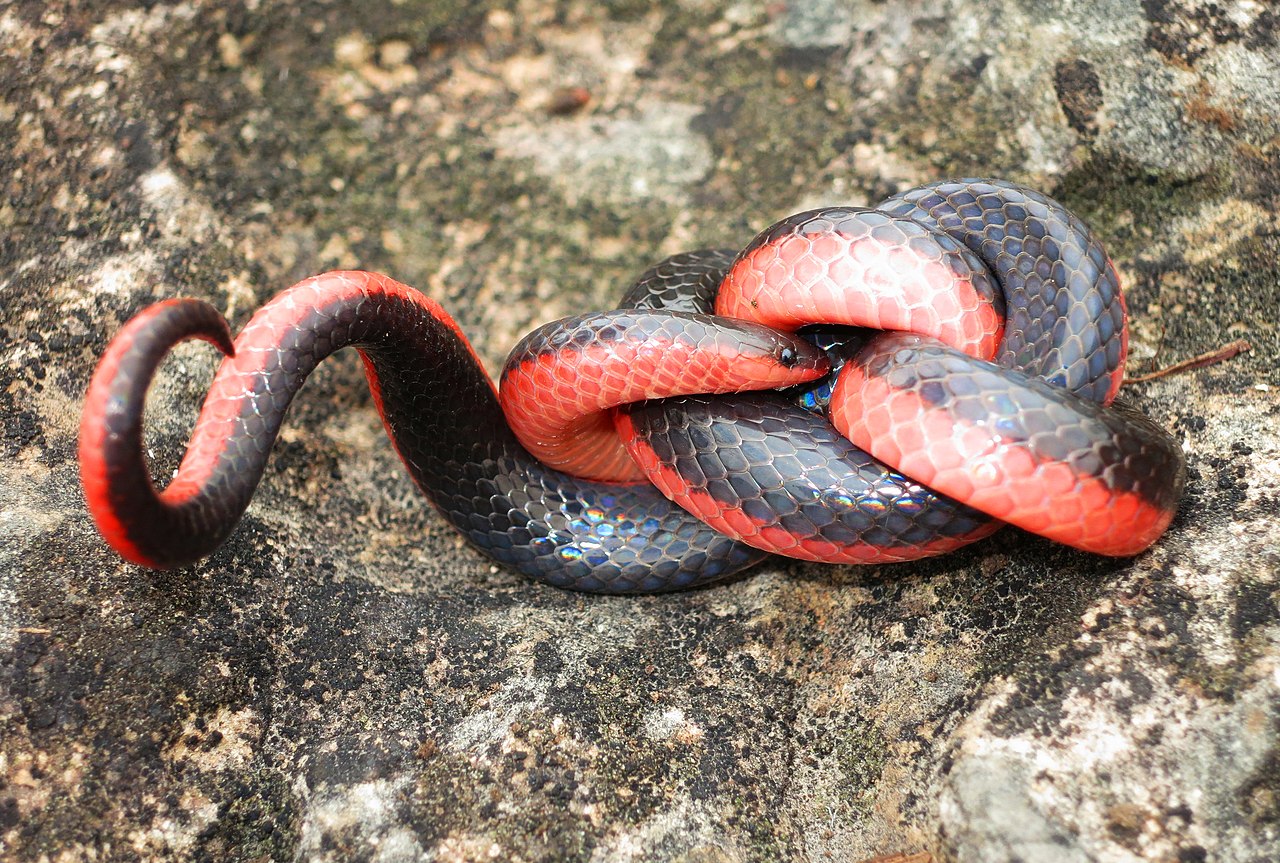 Ring-necked snake - Wikipedia