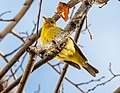 Thumbnail for File:Western tanager in Chelsea (75001)2.jpg