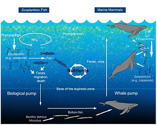 <span class="mw-page-title-main">Whale feces</span> Excrement of whales and its role in the ecology of the oceans