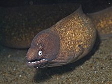 Blanc-Eyed Moray (6851471280) .jpg