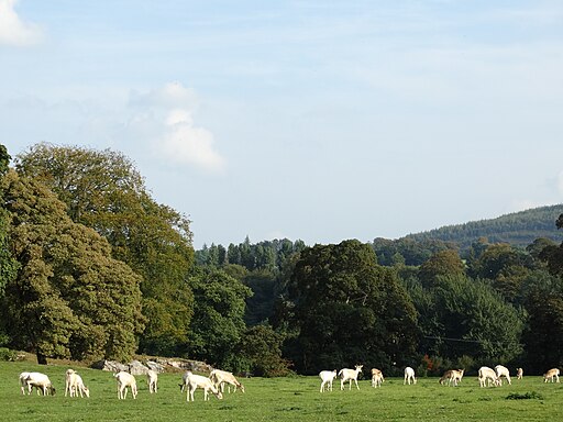 White Deer, Mallow Castle, North Cork.