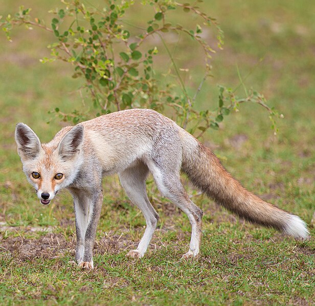 File:White Footed Fox.jpg