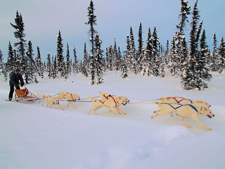 A sled dog team of six white huskies hiking in Inuvik, Canada