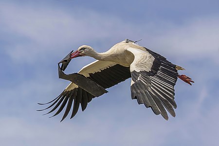 White stork (Ciconia ciconia) in flight with transmitter