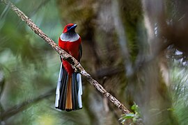 Male Trogon de Whitehead, de face.