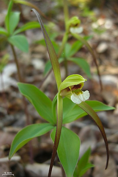 File:Whorled Pogonia - Flickr - pellaea (3).jpg