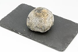 WikiCheese - Ventadour Truffle 03.jpg