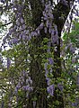 Wisteria frutescens, climbing on oak tree