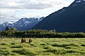 Wood Bison grazing, Alaska