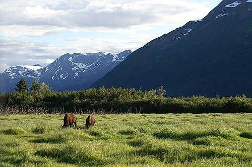 Anchorage chiropractor