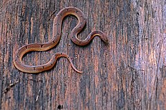 Description de l'image Wucherer's ground snake (Xenopholis scalaris).jpg.