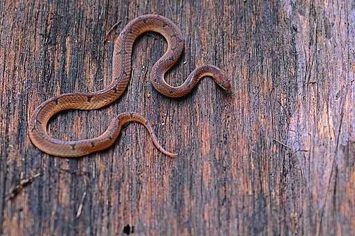 Wucherer's ground snake (Xenopholis scalaris)