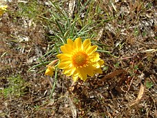 Xerochrysum viscosum flowers and leaves.jpg