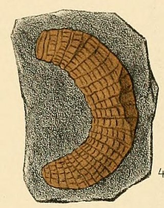 <i>Nyranius</i> Extinct genus of many-legged arthropods