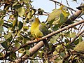 Yellow-footed Green Pigeon Treron phoenicoptera by Dr. Raju Kasambe DSCN2282 (22).jpg