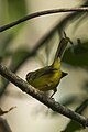 Yellow-winged flatbill