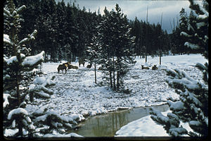 Yellowstone National Park YELL3412.jpg