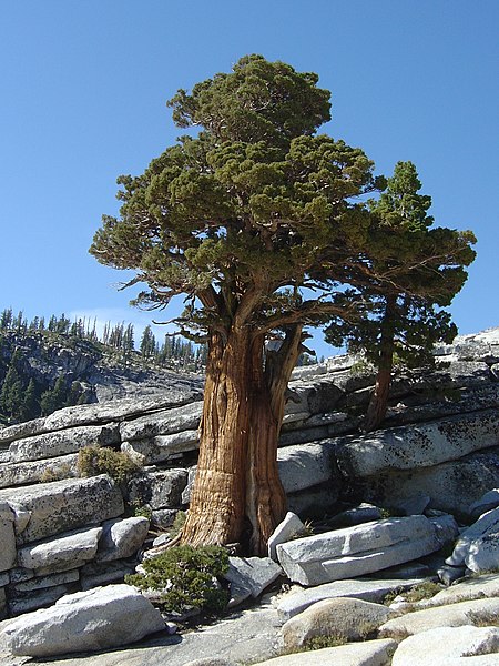 File:Yosemite Tree at Olmsted Point (cropped).jpg