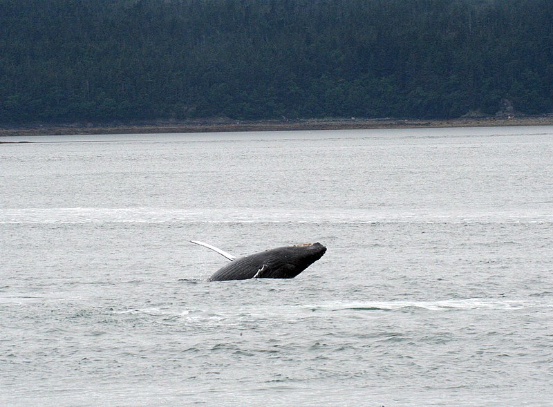 File:Young Humpback Whale breeching 4 (222099604).jpg